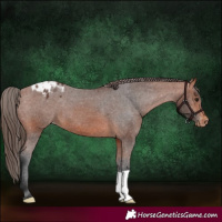 Horse Color:Bay Appaloosa
