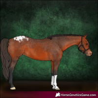 Horse Color:Bay Appaloosa 