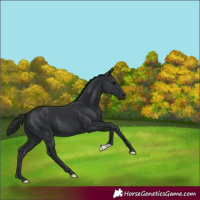 Horse Color:Black 