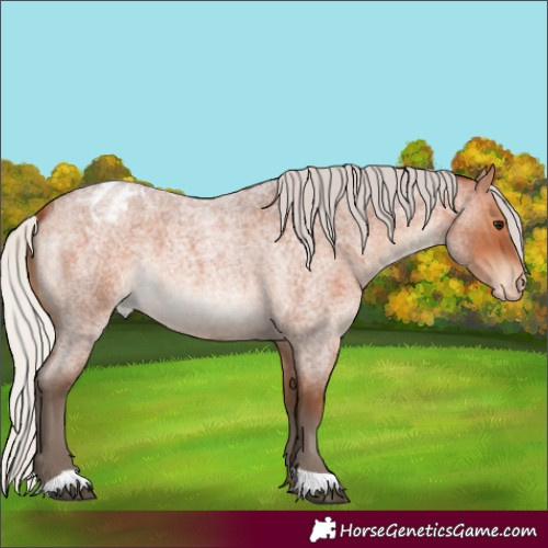 Horse Color:Silver Bay Roan Blanket 