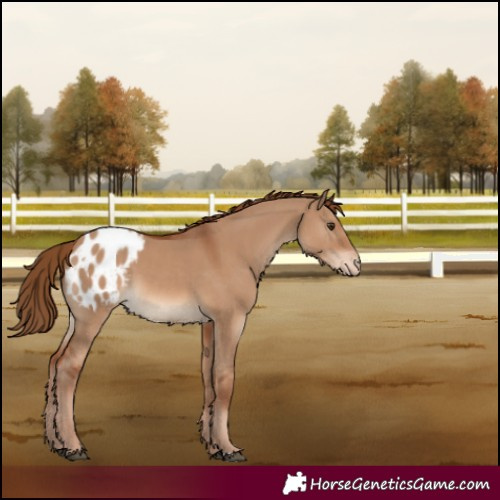 Horse Color:Red Dun Blanket 