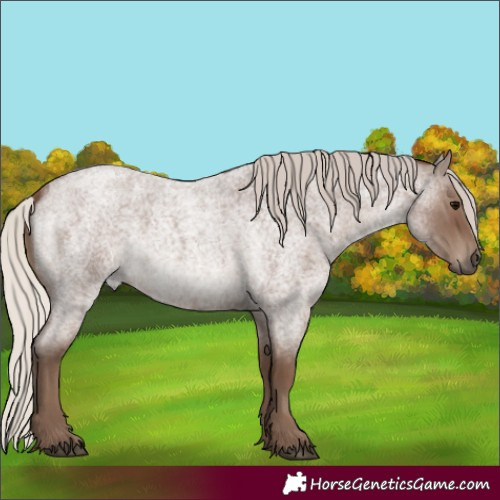 Horse Color:Silver Blue Roan 