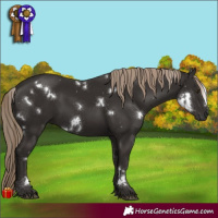 Horse Color:White Spotted Liver Chestnut 