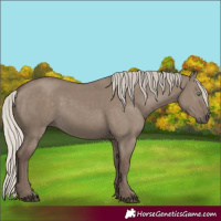 Horse Color:Silver Grullo Rabicano 