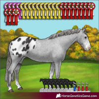 Horse Color:Smoky Black Sabino Appaloosa