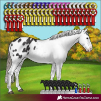 Horse Color:Smoky Black Sabino Appaloosa