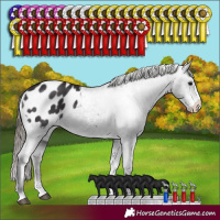 Horse Color:Smoky Black Sabino Appaloosa