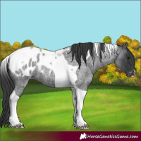 Horse Color:Blue Roan Tobiano Appaloosa 
