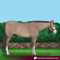 Horse Color:Sable Champagne