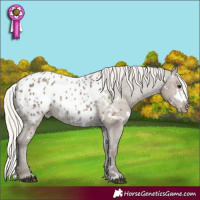Horse Color:White Spotted Silver Grullo Appaloosa Rabicano 