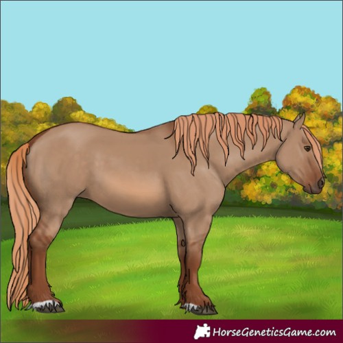 Horse Color:Red Dun 