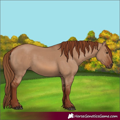 Horse Color:Red Dun