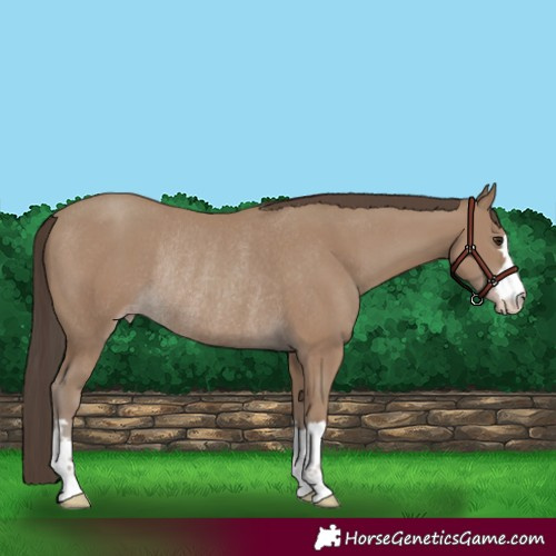 Horse Color:Classic Champagne Rabicano 