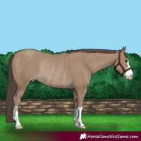 Horse Color:Classic Champagne Rabicano 