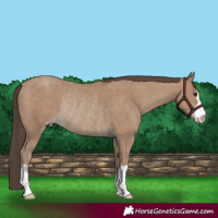 Horse Color:Classic Champagne Rabicano