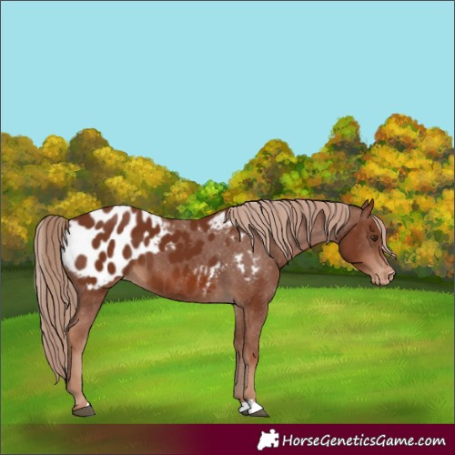 Horse Color:Chestnut Blanket