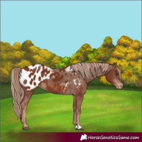 Horse Color:Chestnut Appaloosa 