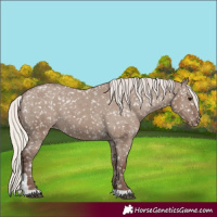 Horse Color:Silver Grullo Tobiano Appaloosa 