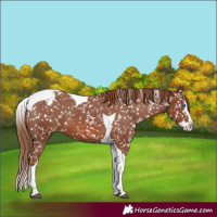 Horse Color:Chestnut Sabino Splash Tobiano Snowflake Varnish