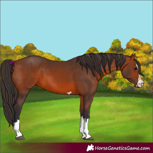 Horse Color:Bay 