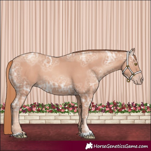 Horse Color:Gold Champagne Ice 