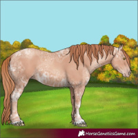 Horse Color:Gold Champagne Ice