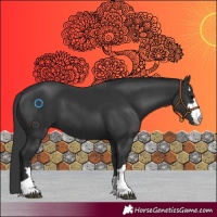 Horse Color:Black 