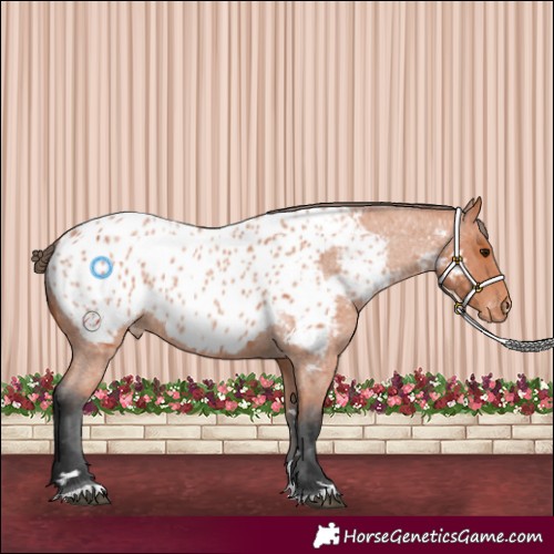 Horse Color:Bay Roan Appaloosa 