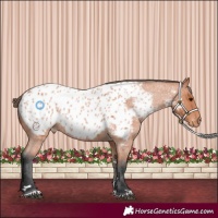 Horse Color:Bay Roan Appaloosa