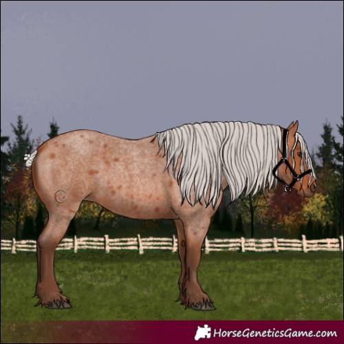 Horse Color:Silver Bay Roan 