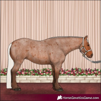 Horse Color:Silver Bay Roan