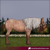 Horse Color:Silver Bay Roan 