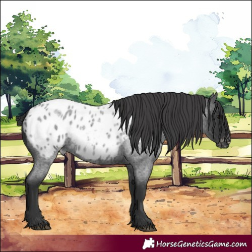 Horse Color:Blue Roan Blanket 