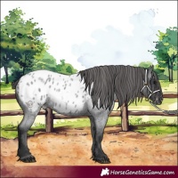 Horse Color:Blue Roan Appaloosa 