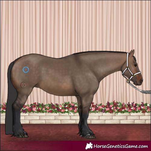 Horse Color:Brown Dun 