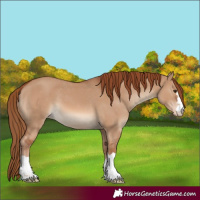 Horse Color:Red Dun Varnish 