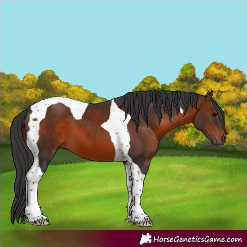 Horse Color:Brown Tobiano