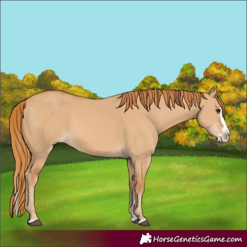 Horse Color:Red Dun Splash 