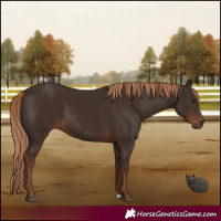 Horse Color:Liver Chestnut 