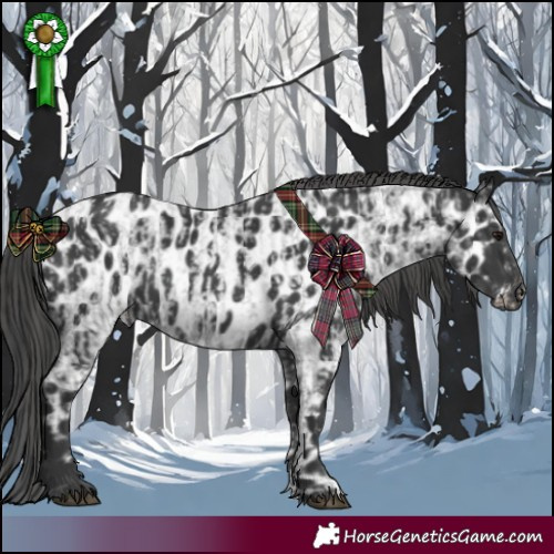 Horse Color:Blue Roan  and Black Appaloosa 