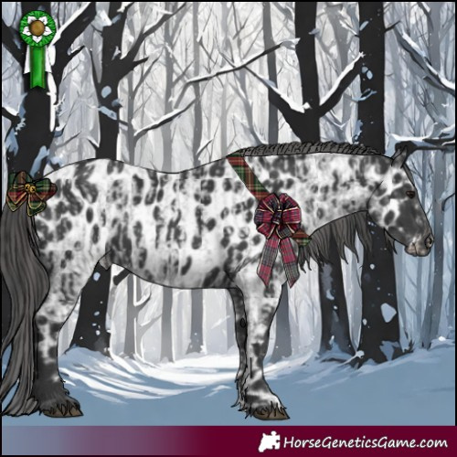 Horse Color:Blue Roan  and Black Appaloosa 