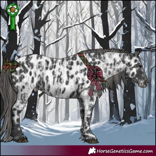 Horse Color:Blue Roan  and Black Appaloosa 