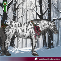Horse Color:Blue Roan  and Black Appaloosa 