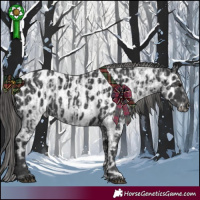 Horse Color:Blue Roan  and Black Appaloosa 