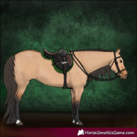 Horse Color:Bay Dun 