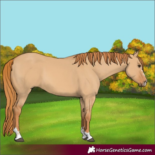 Horse Color:Red Dun 
