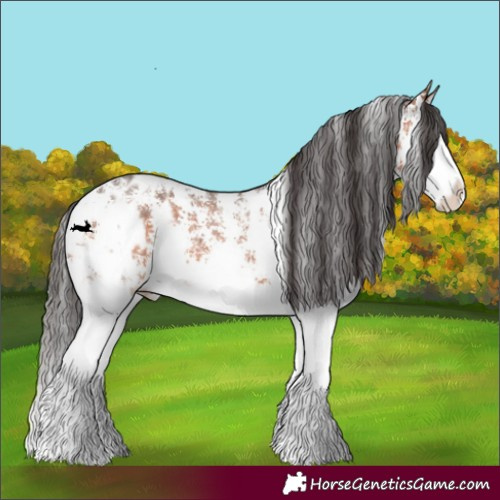 Horse Color:Bay Sabino Splash Appaloosa