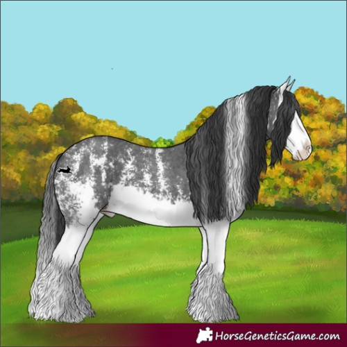 Horse Color:Black Sabino Splash