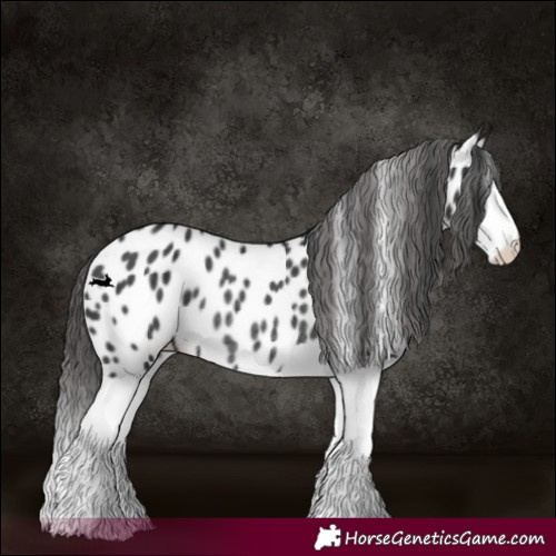 Horse Color:Black Splash Appaloosa Rabicano 