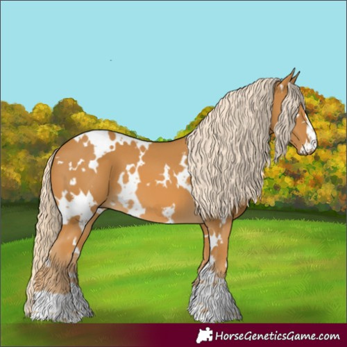 Horse Color:White Spotted Palomino 